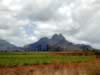 Mauritius04_nature_0050.jpg (42kb)